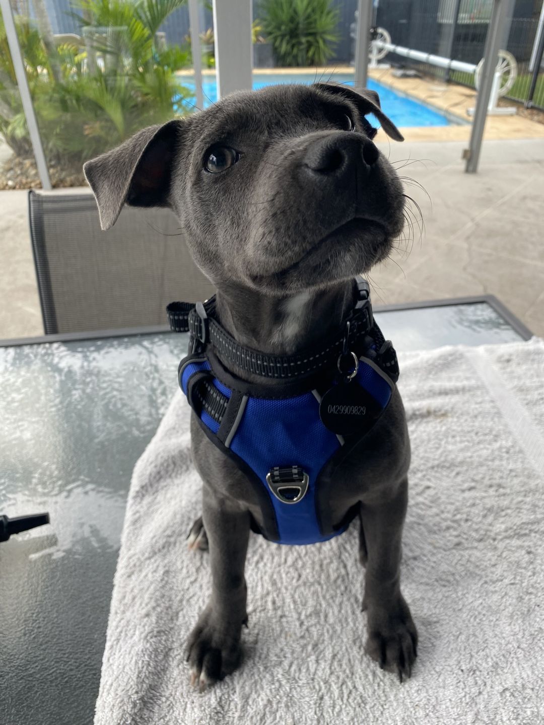 Customer photo review of Fur King Ultimate 1.5 Metre Dog Lead