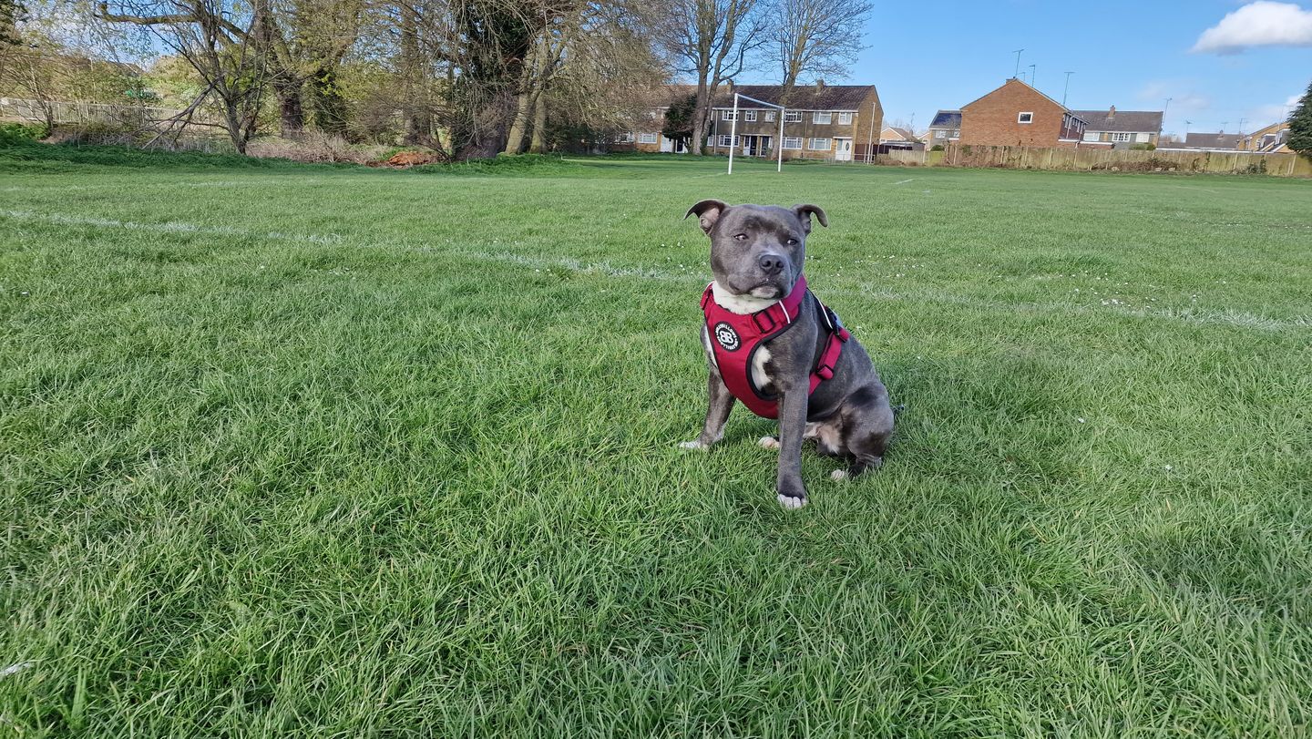Customer photo review of Premium Comfort Harness | Non Restrictive & Adjustable - Burgundy v2.0