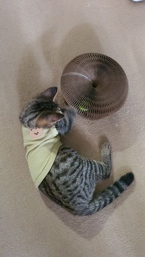 Customer photo review of Stretch It Magic Cardboard Toy