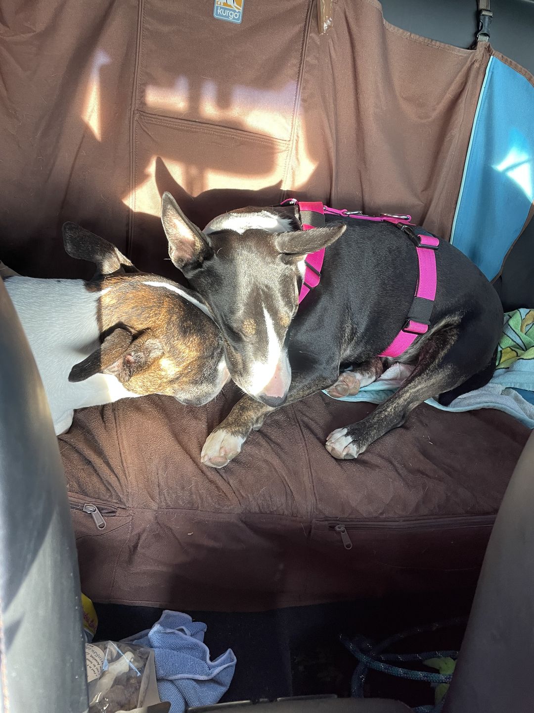 Customer photo review of TRI-Harness® | Anti-Pull, Adjustable & Durable - Dog Trainers Choice - Magenta v2.0