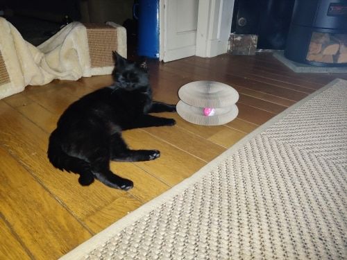 Customer photo review of Stretch It Magic Cardboard Toy
