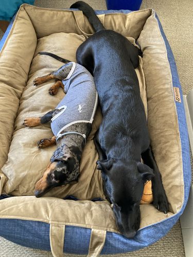 Customer photo review of Cama Para Perro Nido Kuapets Cafe - Azul Jeans