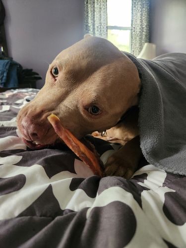 Customer photo review of Pig Ears For dogs