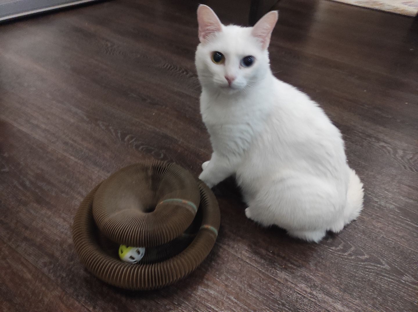 Customer photo review of Stretch It Magic Cardboard Toy
