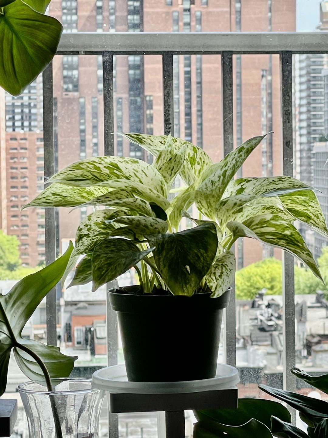 Customer photo review of Pothos Epipremnum aureum 'Marble Queen'