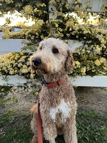Customer photo review of Terracotta Leash - Recycled Ripstop