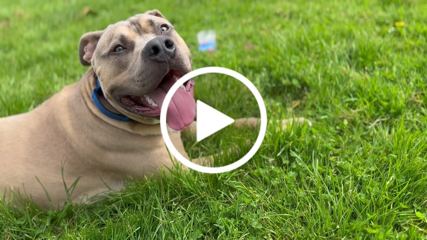 Customer video review of Performance collar with handle 4CM - Royal blue