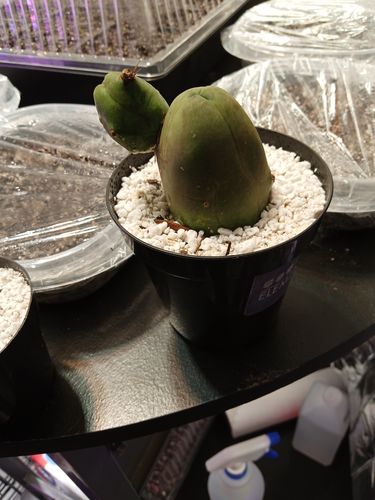 Customer photo review of Penis Cactus | Trichocereus bridgesii monstrose