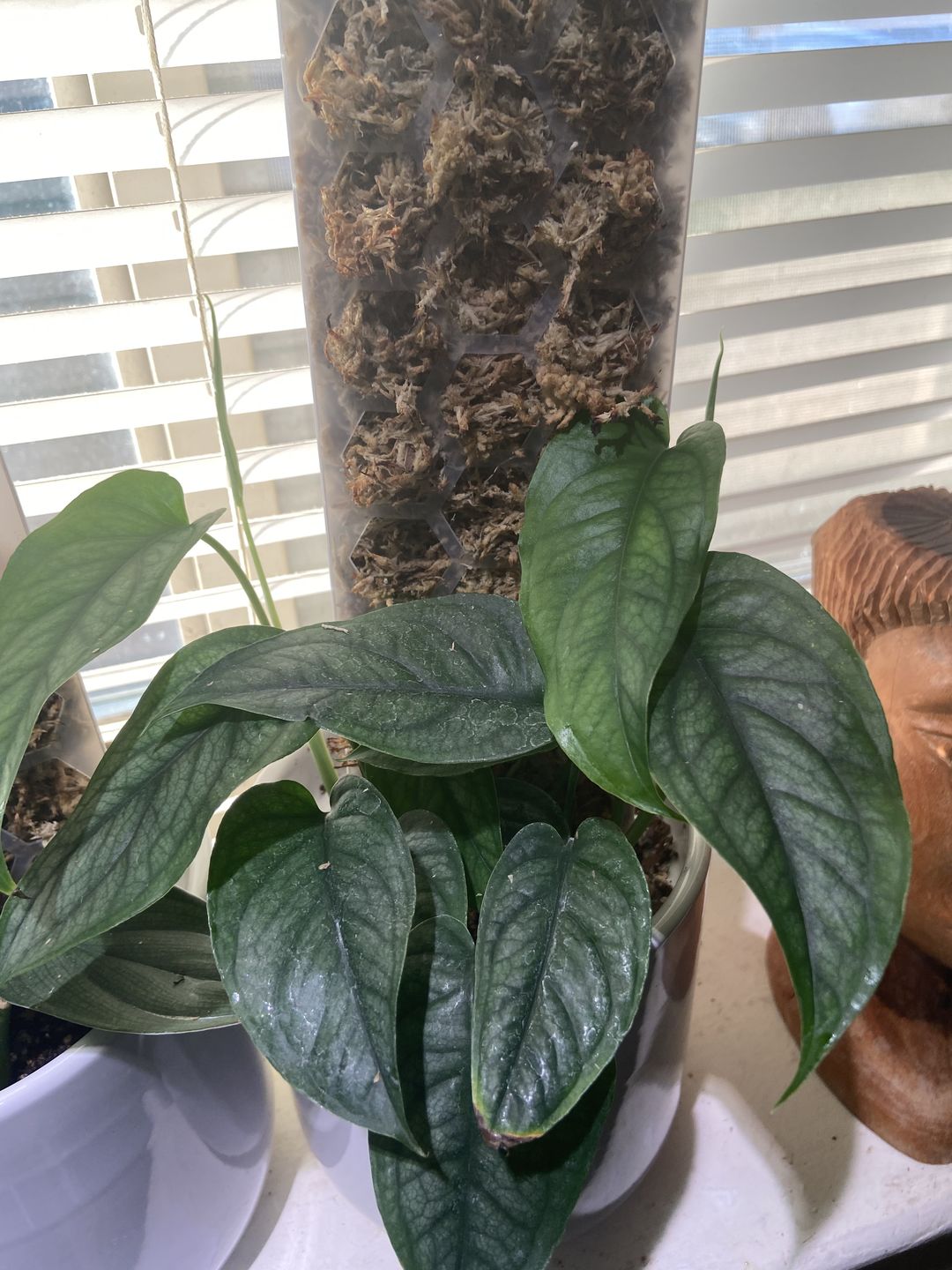 Customer photo review of Monstera siltepecana