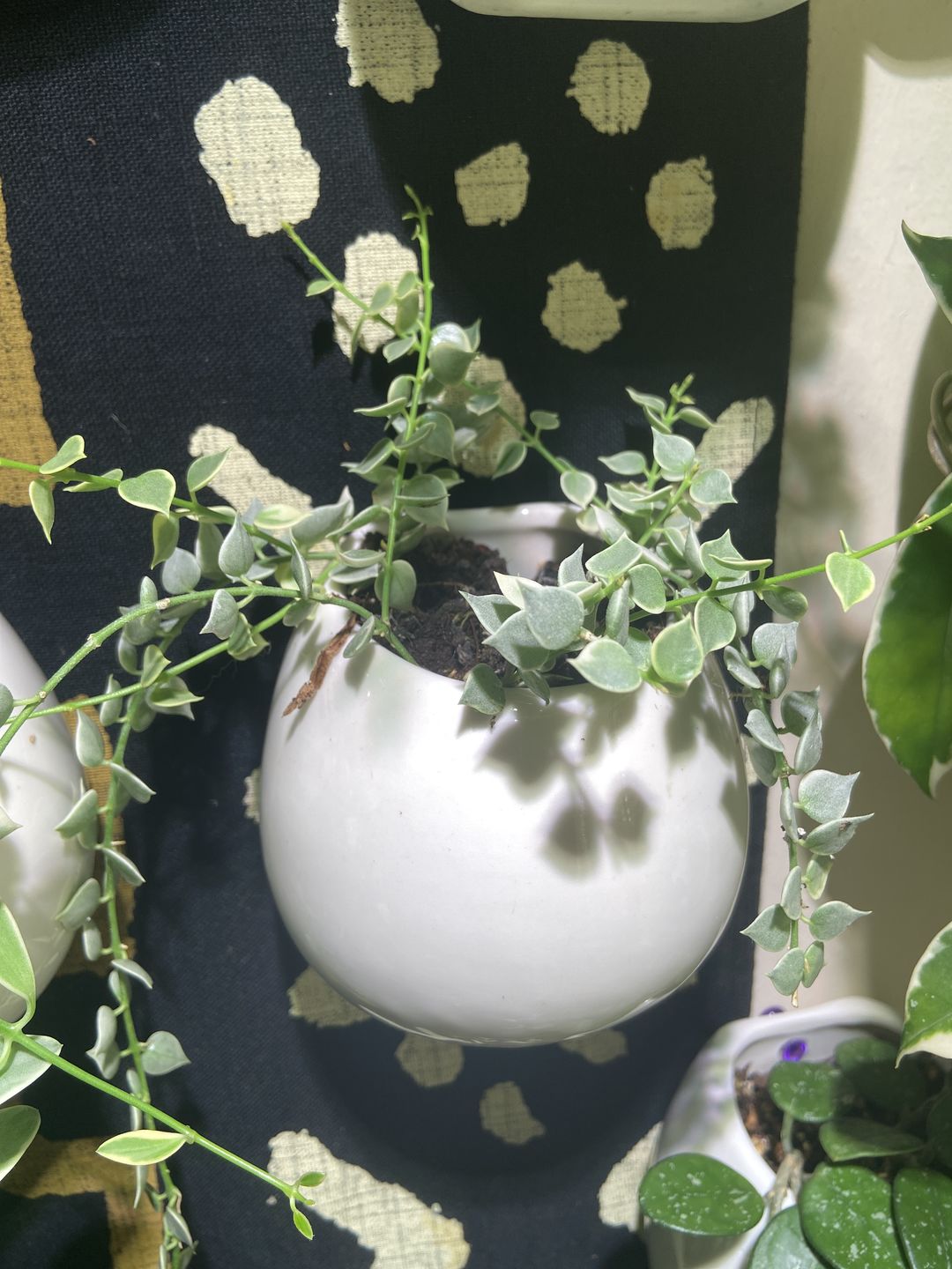 Customer photo review of Dischidia ruscifolia 'Variegata' "Million Hearts"