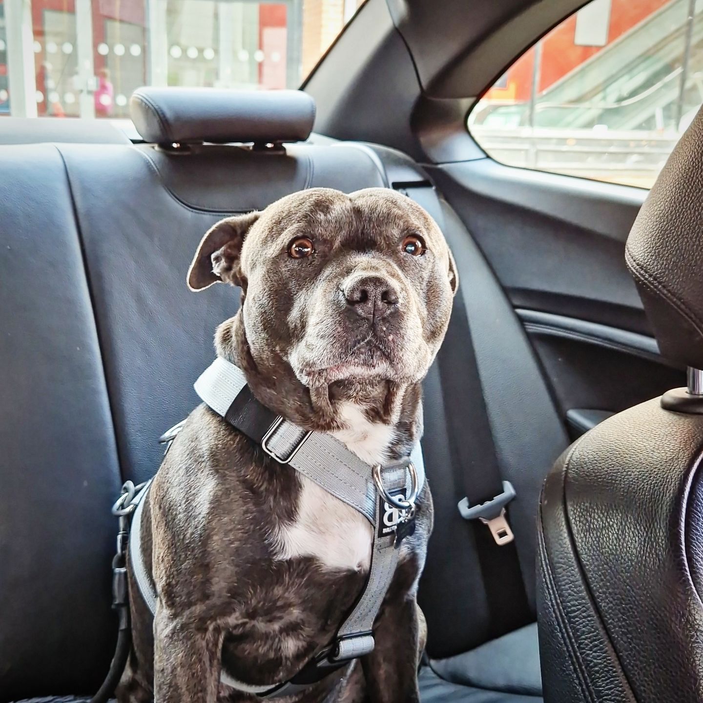 Customer photo review of TRI-Harness® | Anti-Pull, Adjustable & Durable - Dog Trainers Choice - Metal Grey v2.0