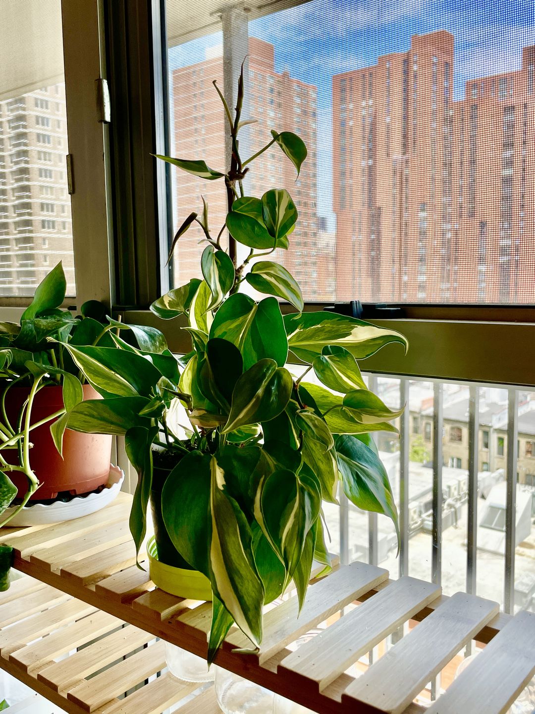 Customer photo review of 4" Philodendron hederaceum 'Rio'