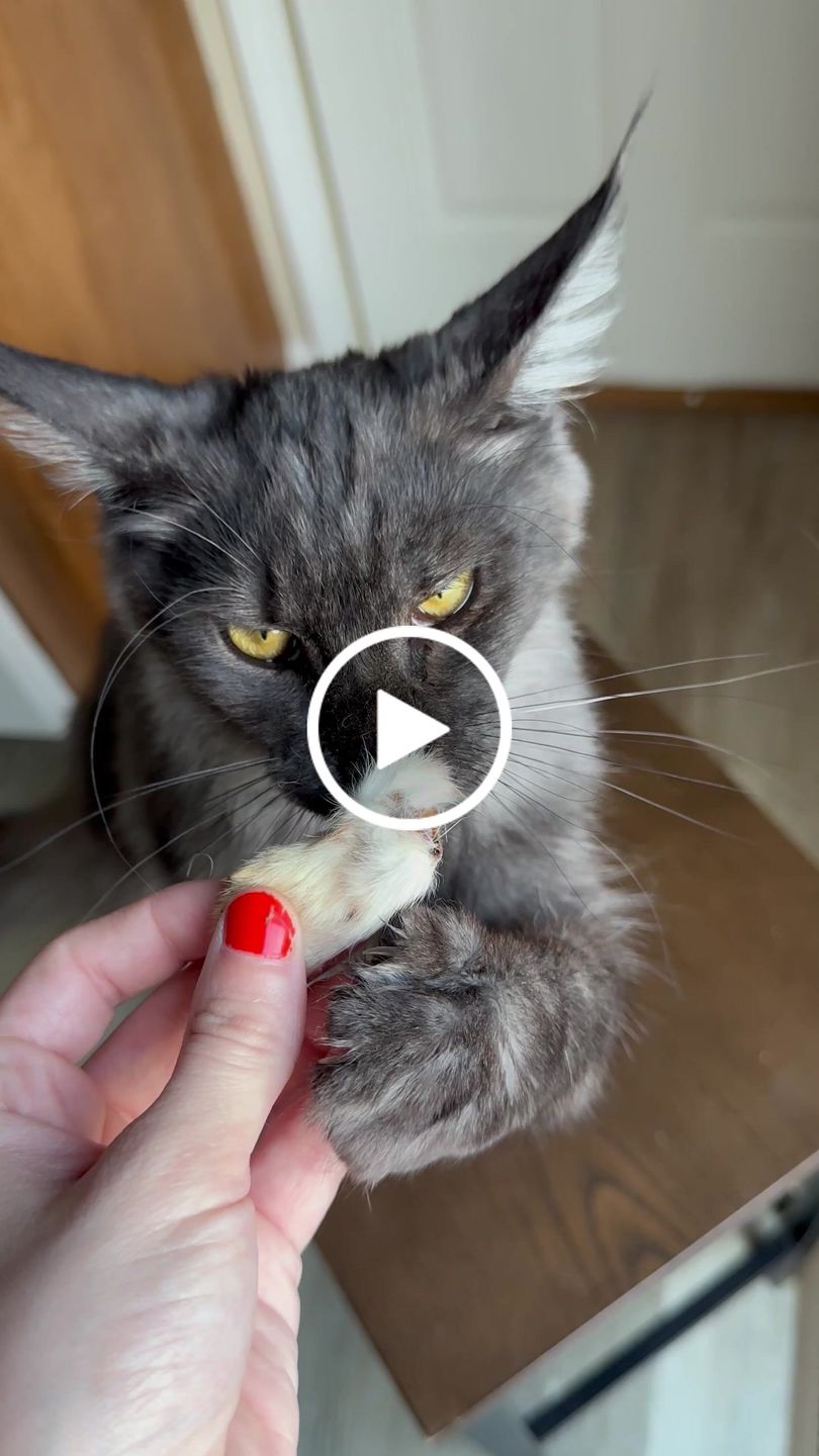 Customer video review of Mini Rabbit Feet