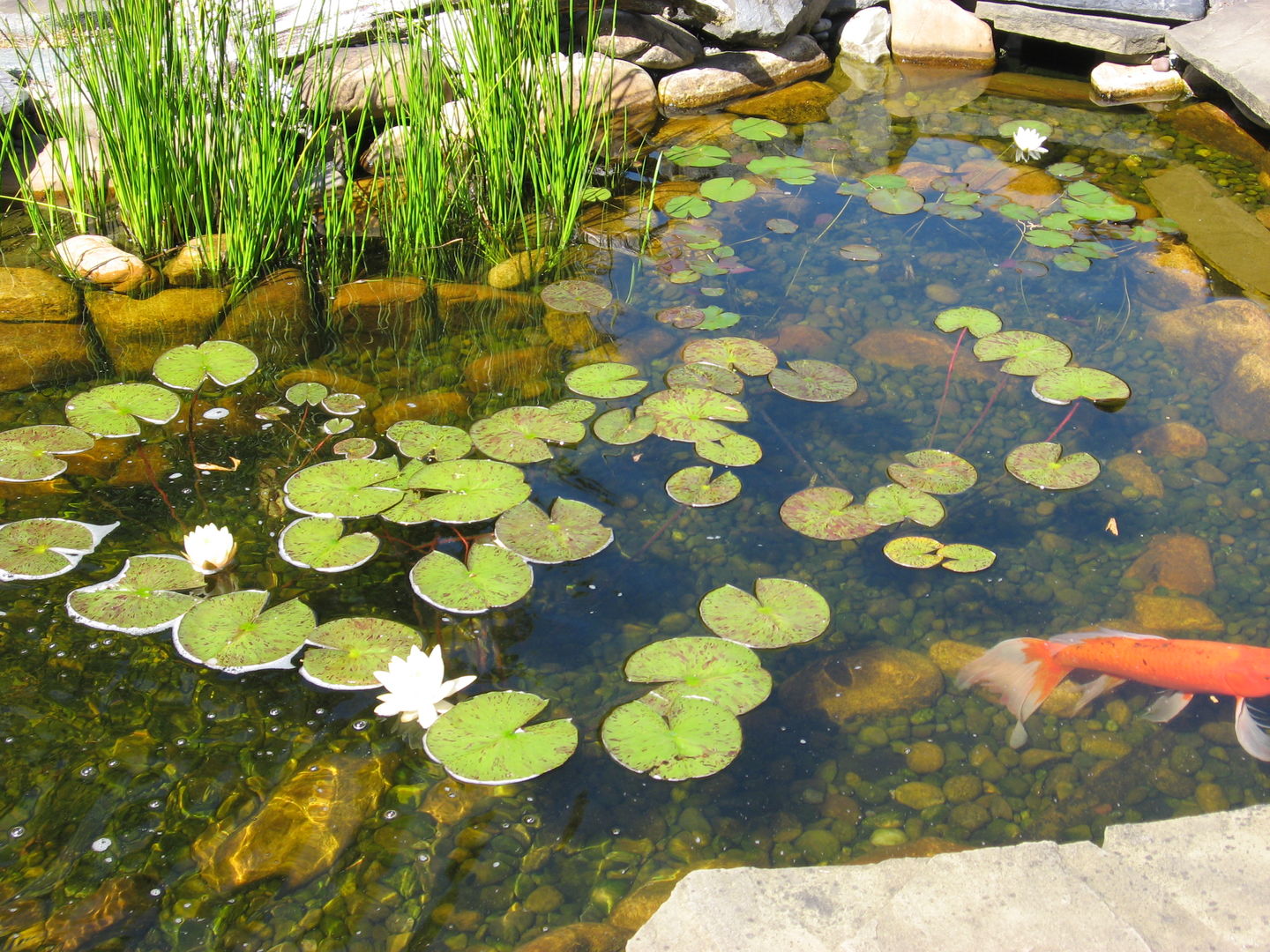 Customer photo review of Liquid Nitrification Cycle™ Nitrifying Pond Bacteria Bio Filter Starter
