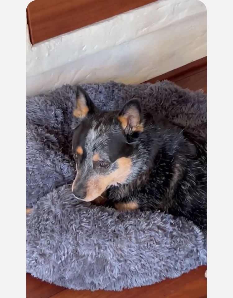 Customer photo review of Pawz Non-Removable Calming Pet Bed