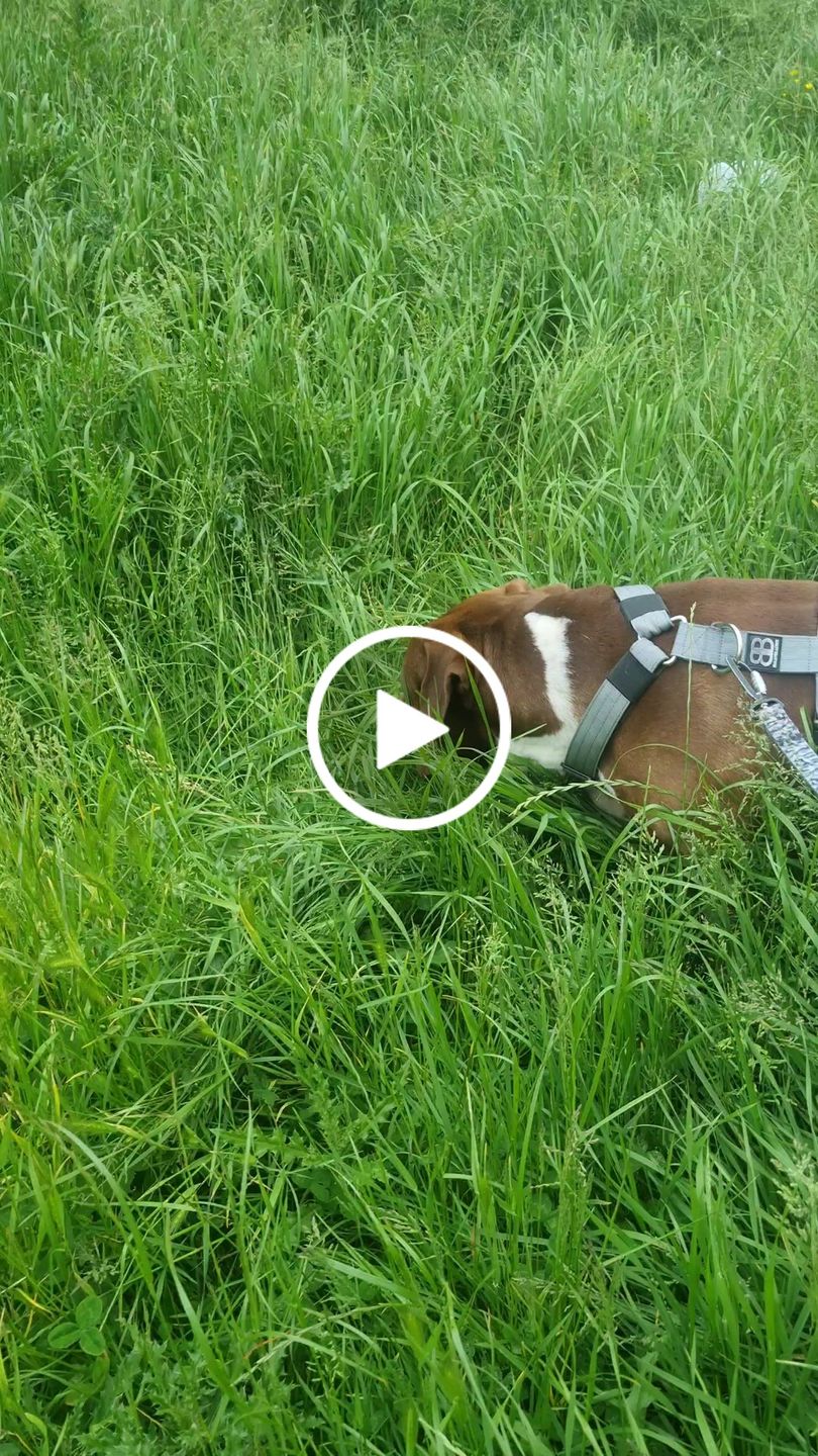 Customer video review of TRI-Harness® | Anti-Pull, Adjustable & Durable - Dog Trainers Choice - Metal Grey v2.0