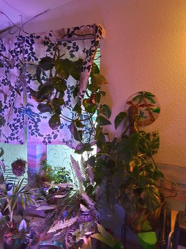 Hoya in bloom after Plant Juice and Bloom Juice