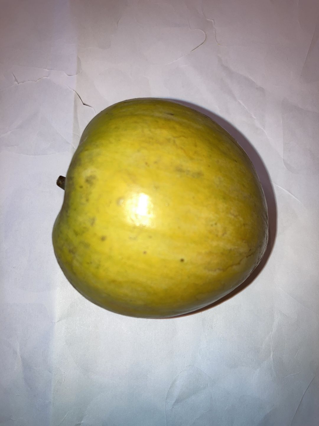 Customer photo review of Eggfruit (Canistel) Box *Pre-Order*