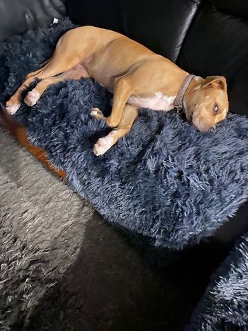 Customer photo review of Matching Calming Blanket
