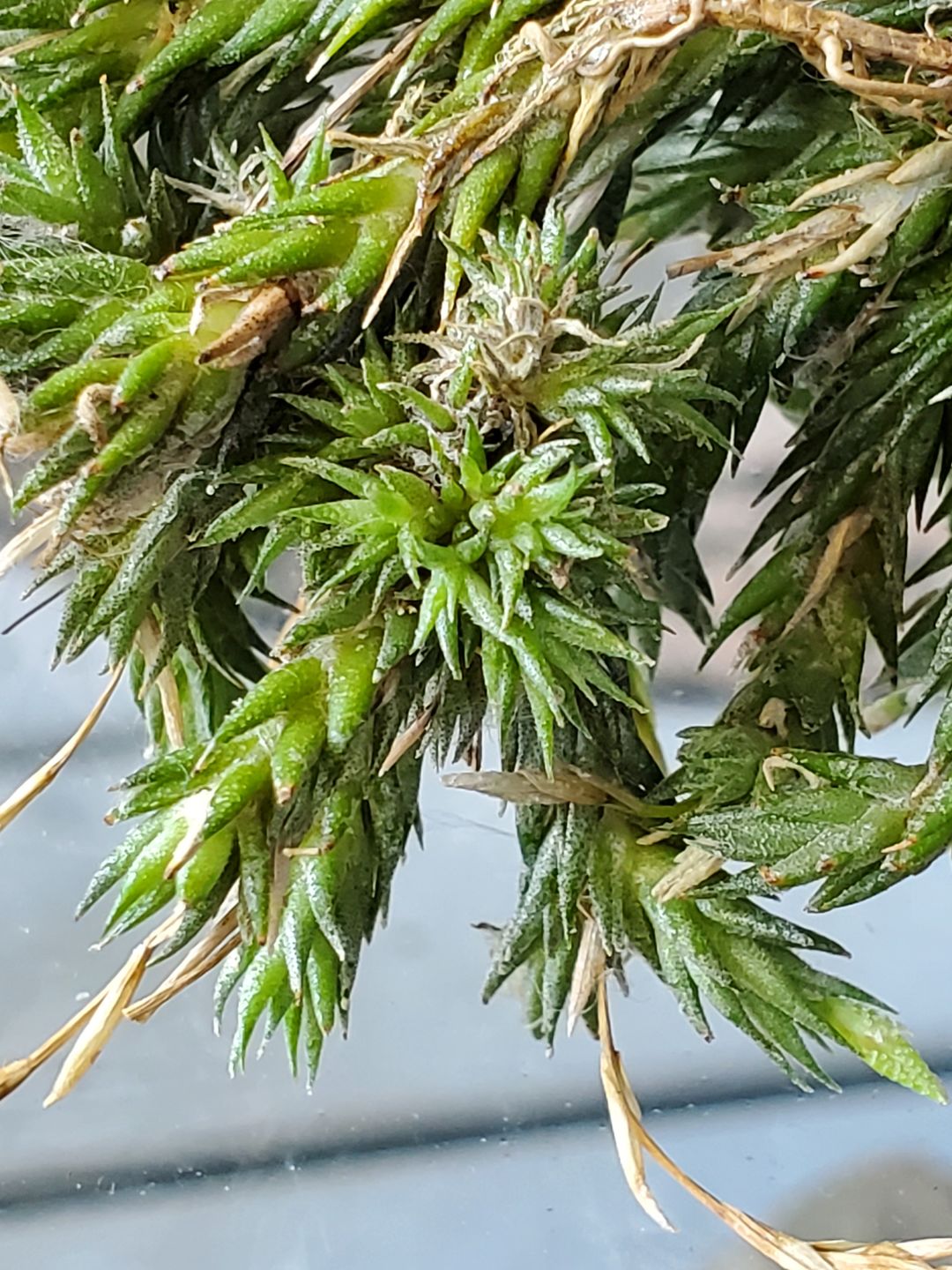 Customer photo review of Pedicellata Clump (Miniature Species)