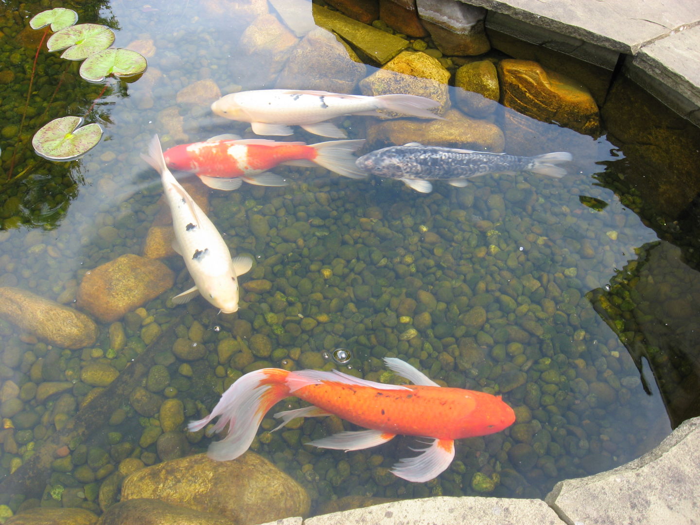 Customer photo review of Granular Spring Maintenance Beneficial Pond Bacteria Plus Barley