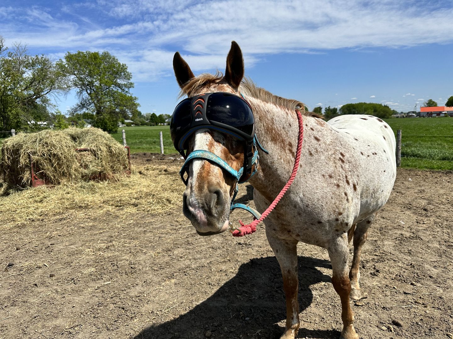 Customer photo review of eVysor - UV Horse Riding Goggles!