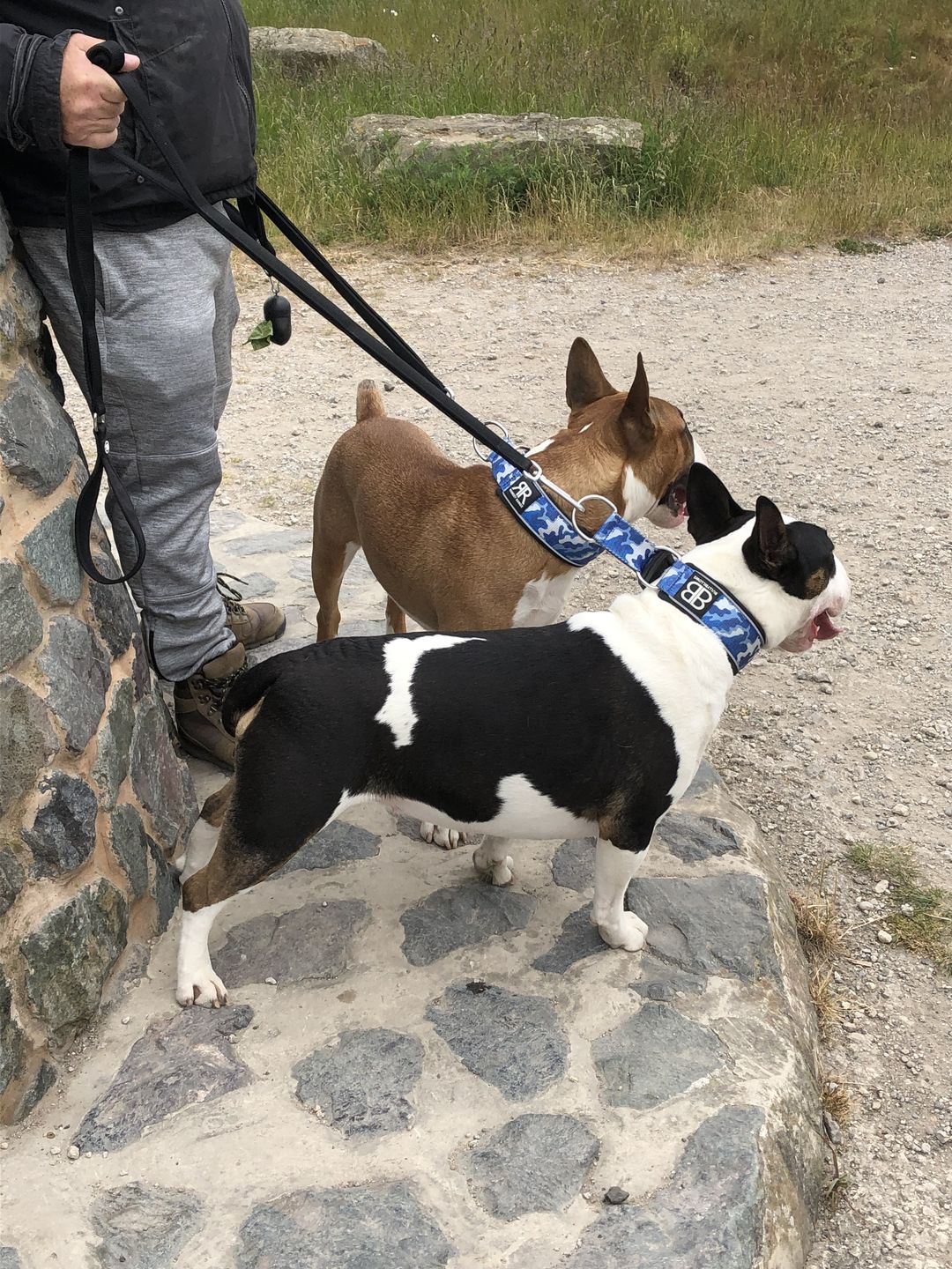 Customer photo review of Ladder Lead - Multiple Handles During Walks - Black