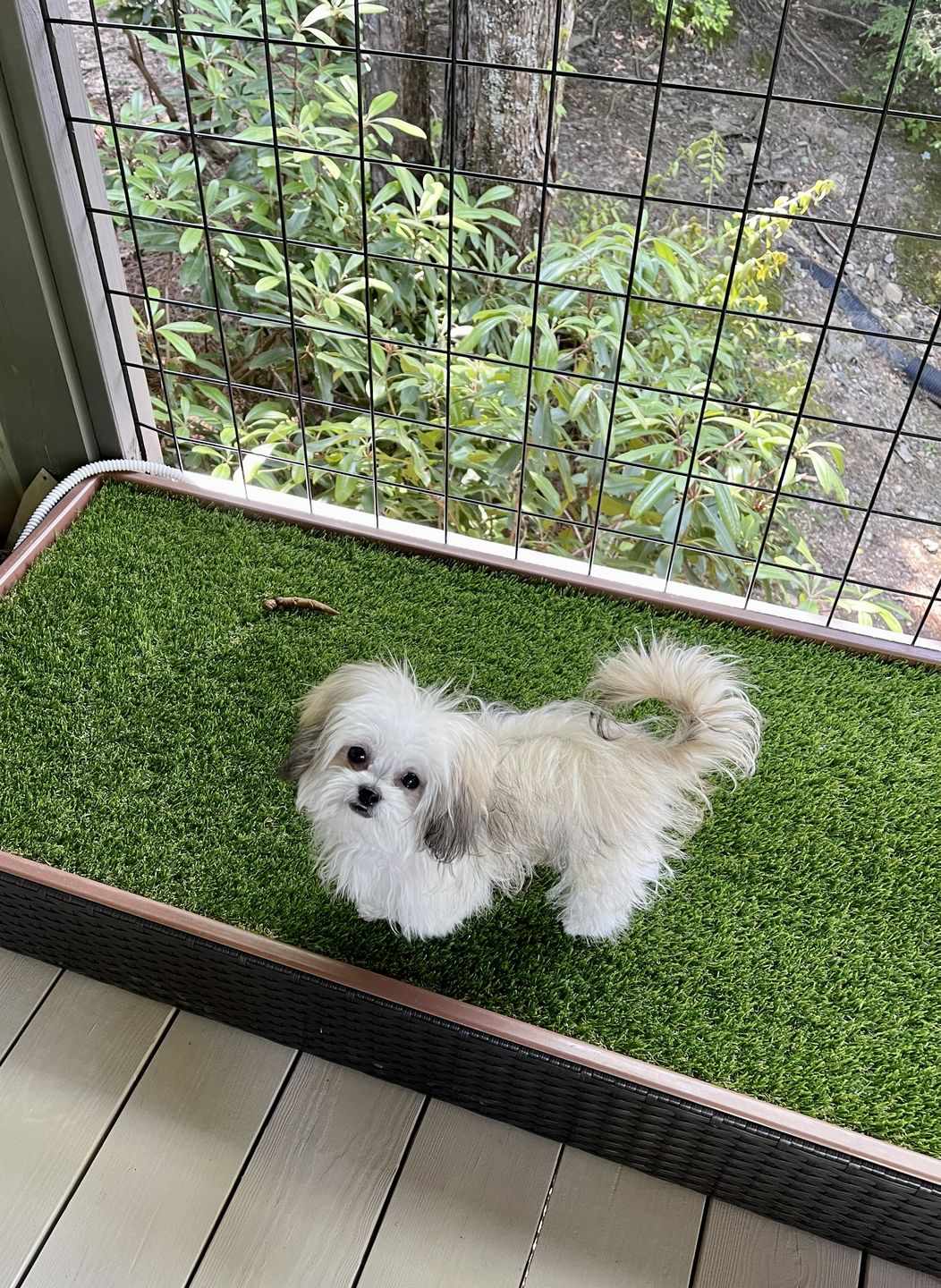 Customer photo review of Porch Potty Standard
