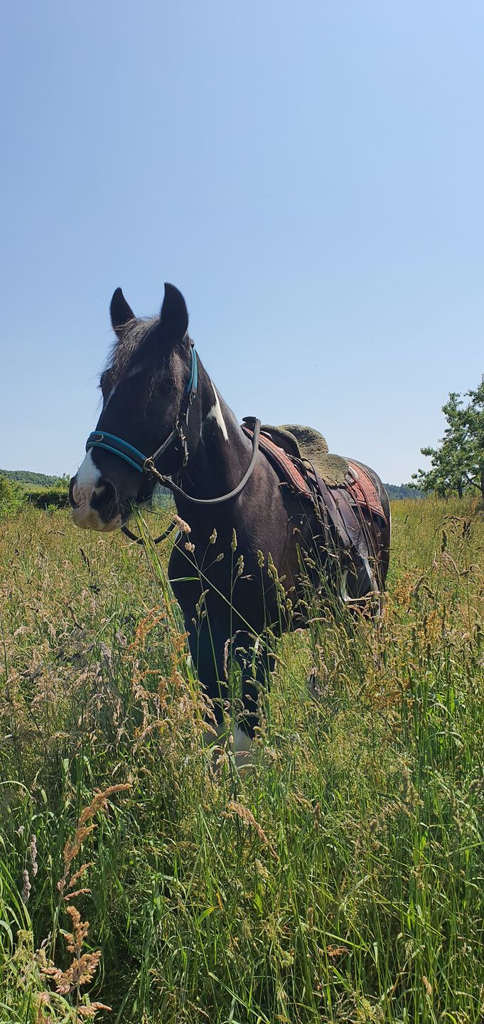 Customer photo review of Wurmtest Basic Pferd