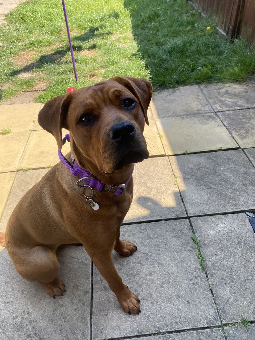 Customer photo review of 4cm Combat® Collar | With Handle & Rated Clip - Purple v2.0