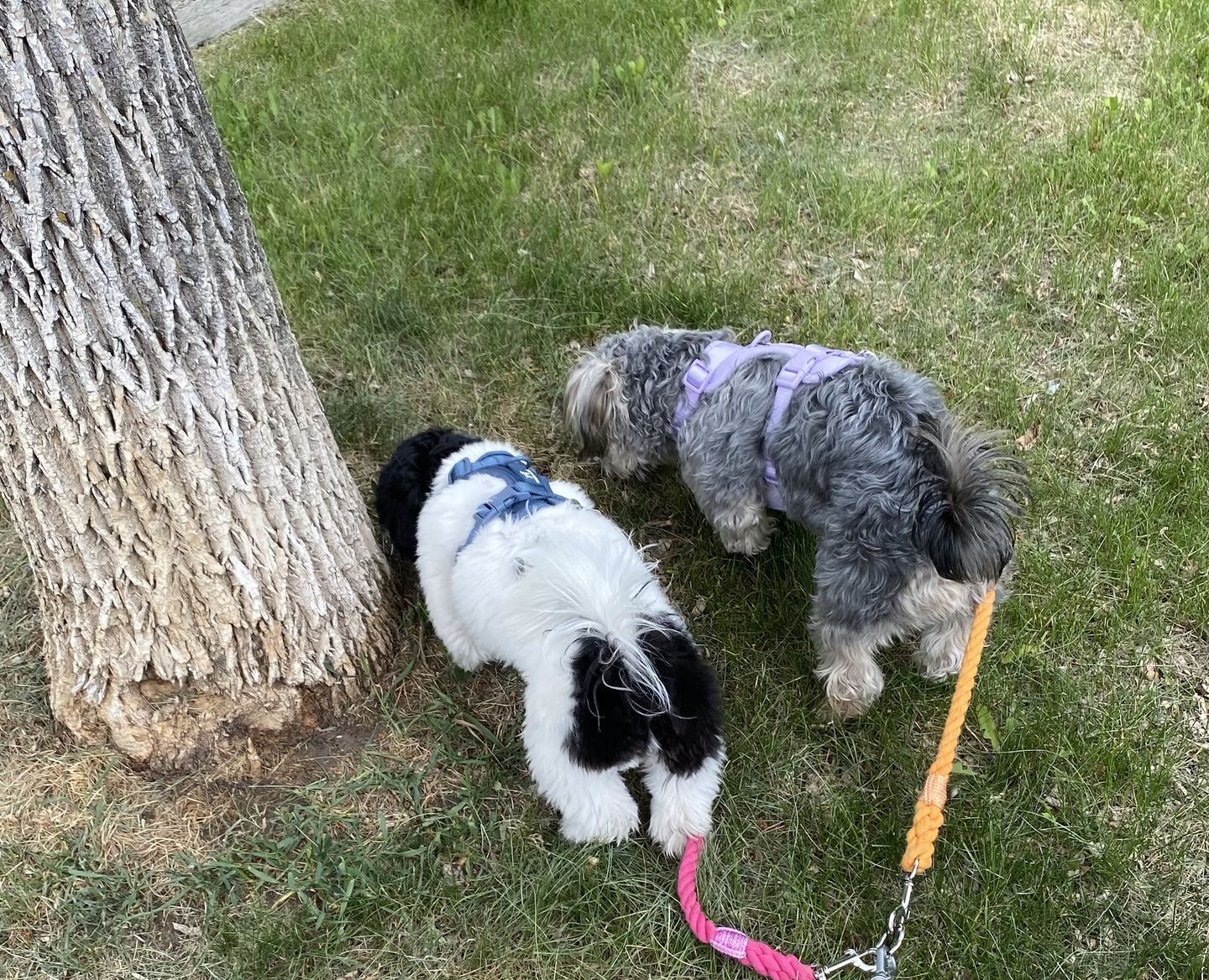 Customer photo review of Cotton Rope Multi-Dog Leash Connector