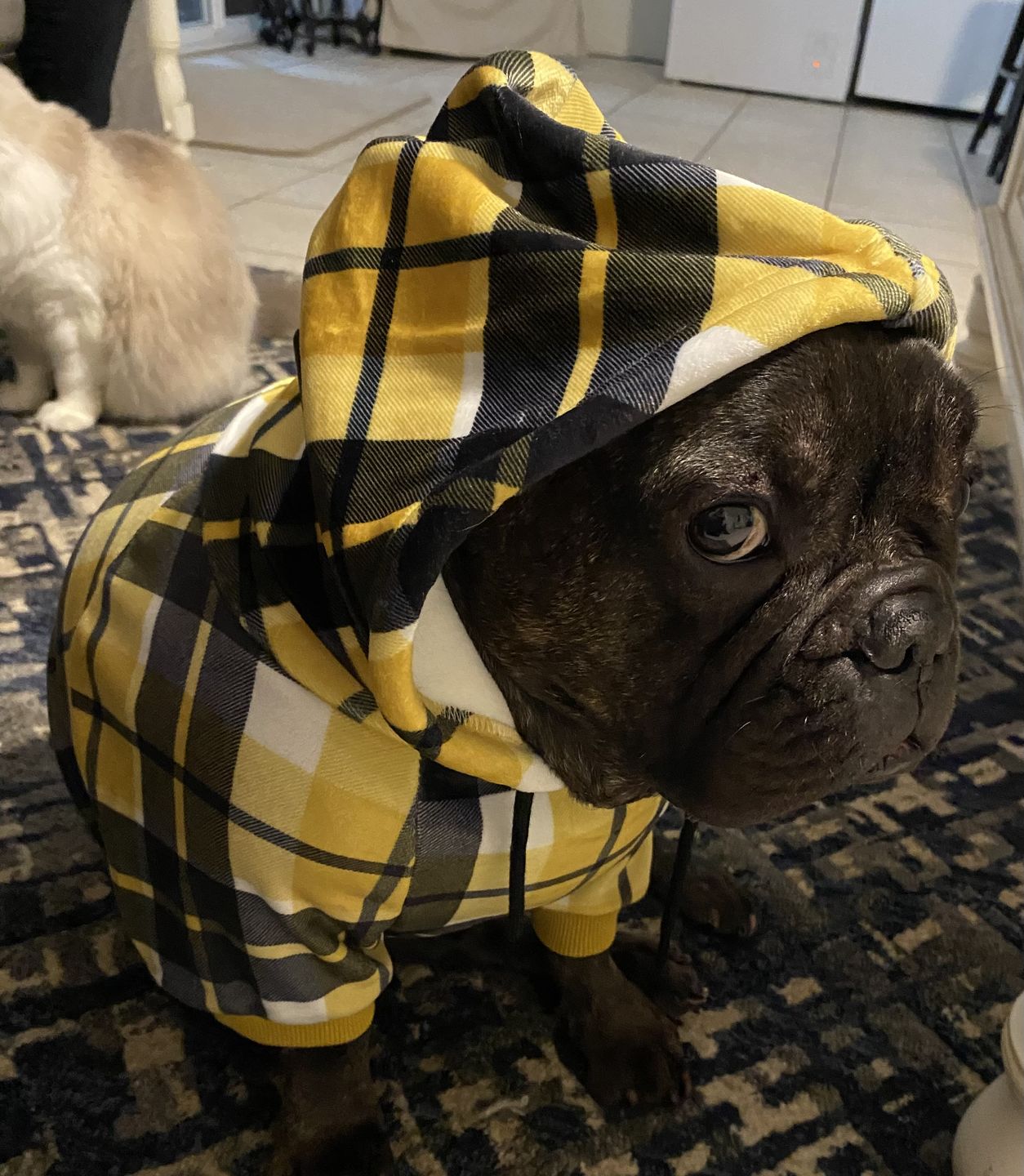 Customer photo review of Aussie Beef Puffs (High value treats)