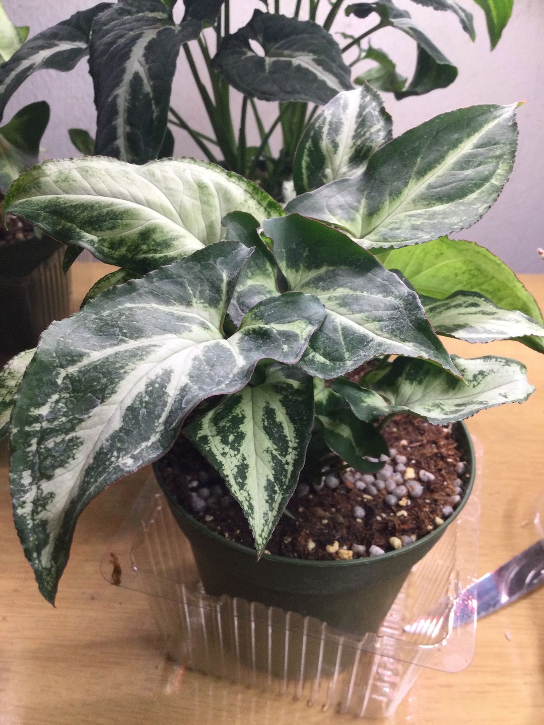 Customer photo review of Syngonium podophyllum 'Randy'