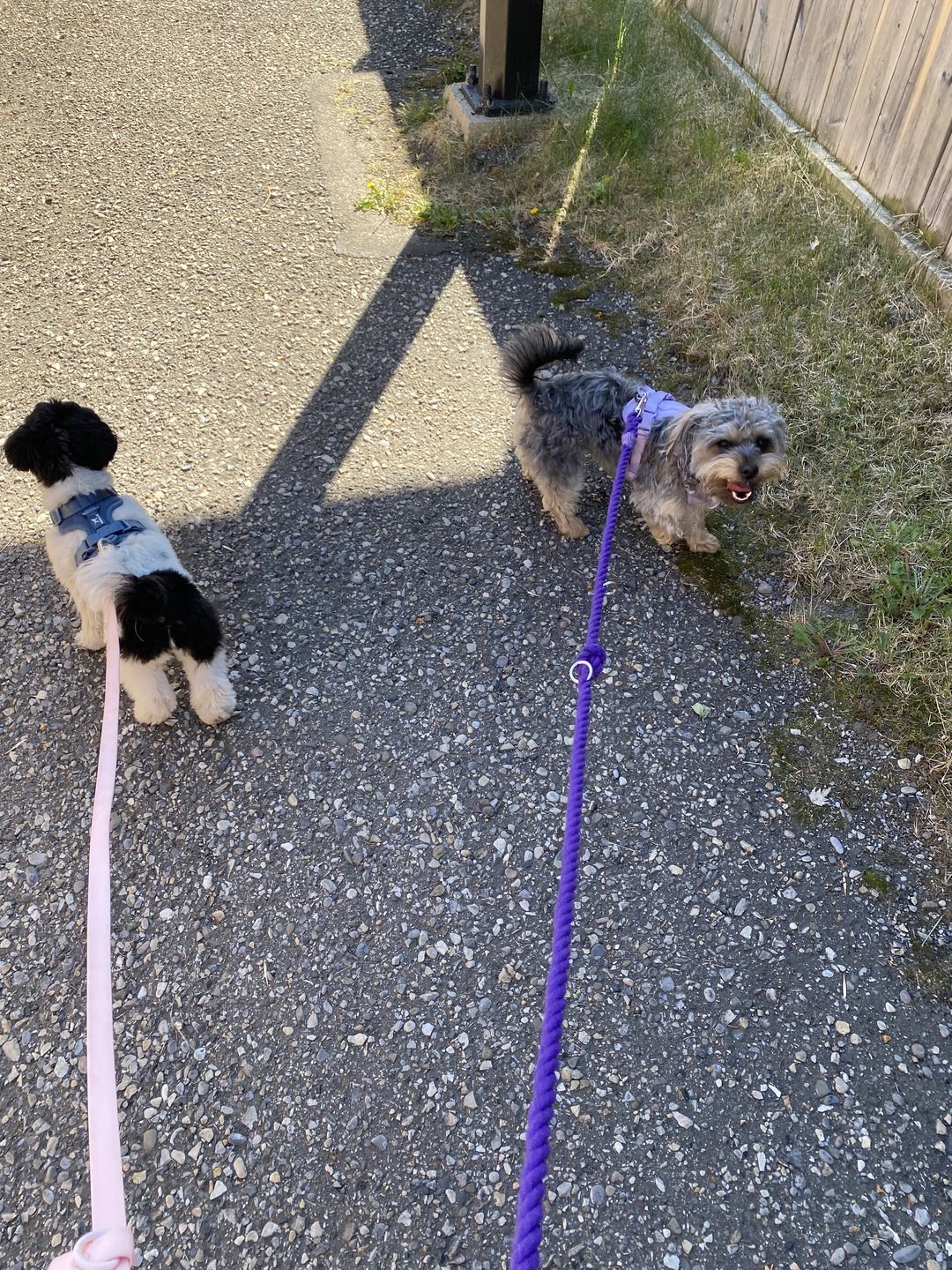Customer photo review of 6-IN-1 Cotton Rope Dog Leash