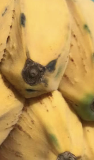 Customer photo review of Banana Variety Box