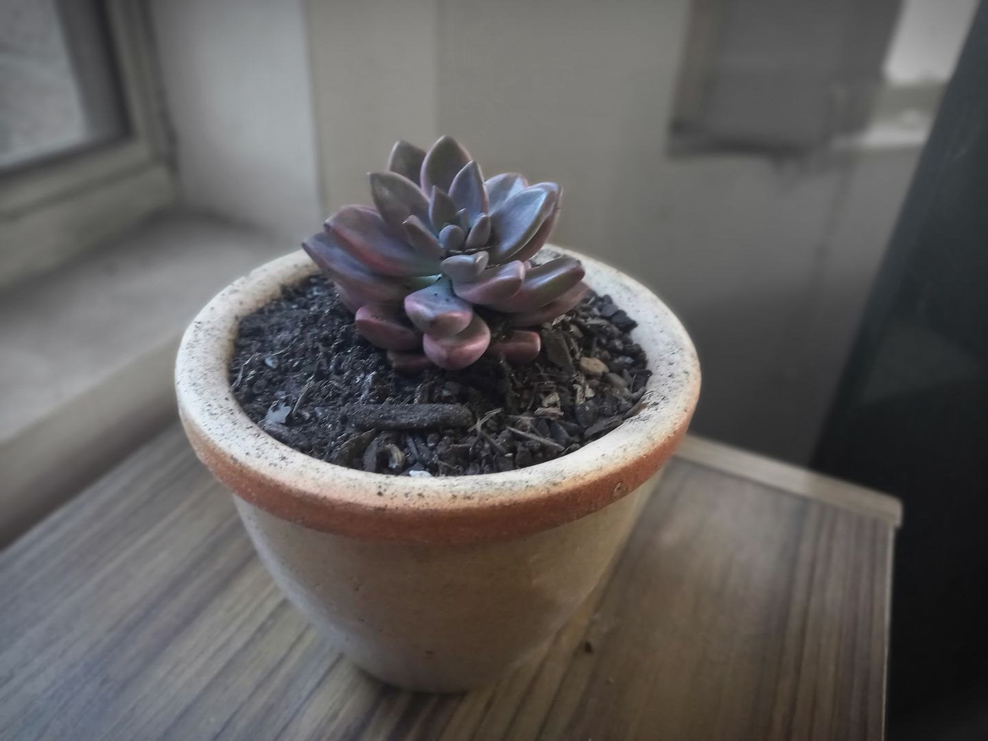 Customer photo review of Graptosedum Bronze Variegata