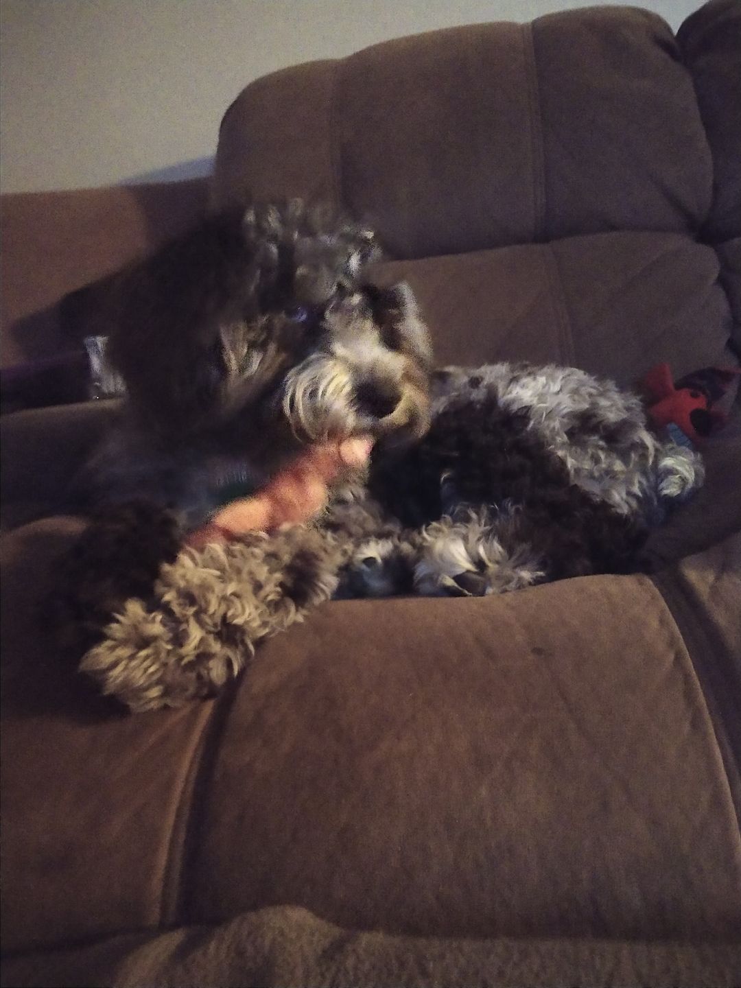 Customer photo review of 6 Inch Monster Braided Bully Stick
