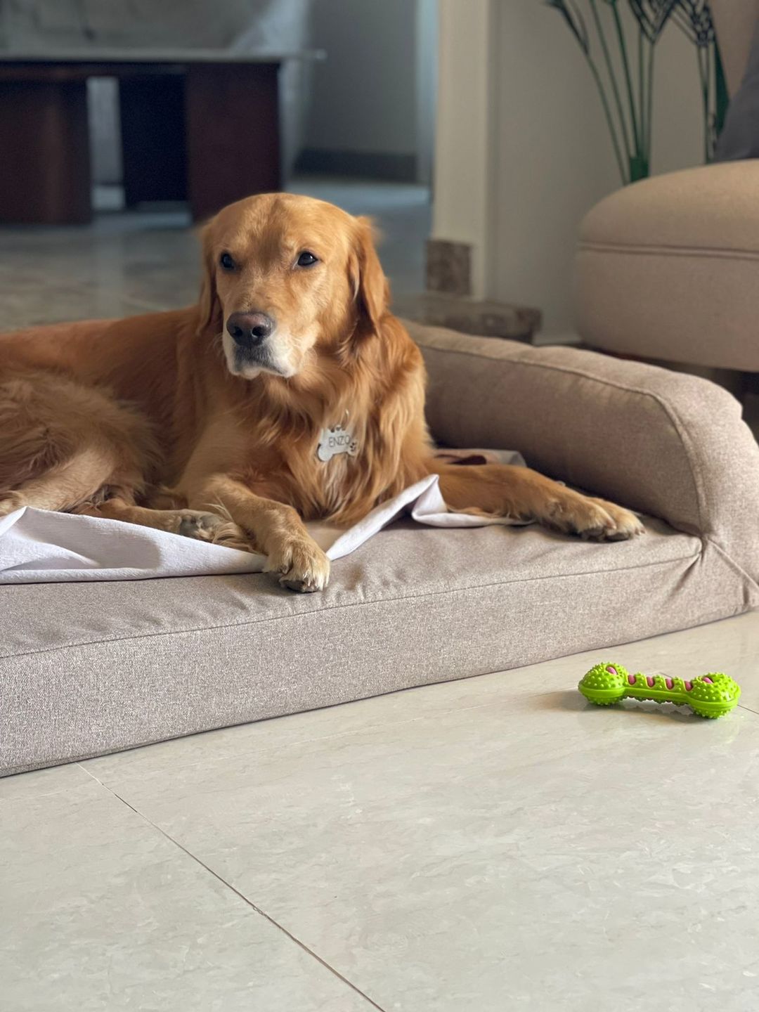 Customer photo review of Biggie Pet Bed