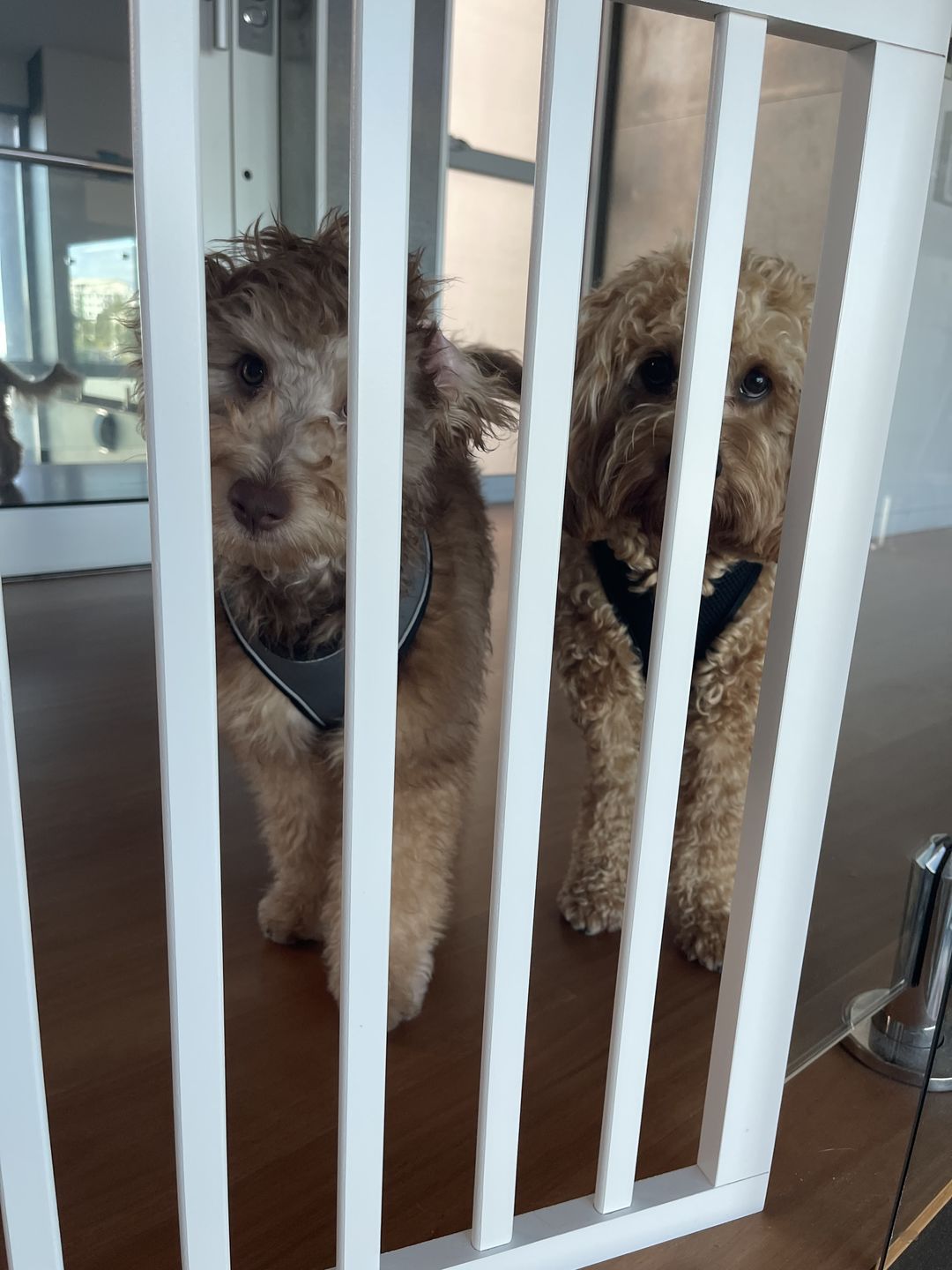 Customer photo review of Pawz Wooden Pet Gate