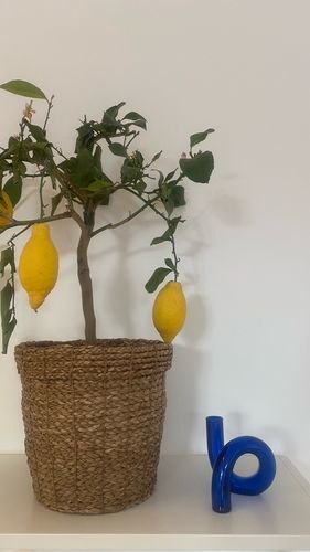 Customer photo review of Ema Twist Glass Candle Holders