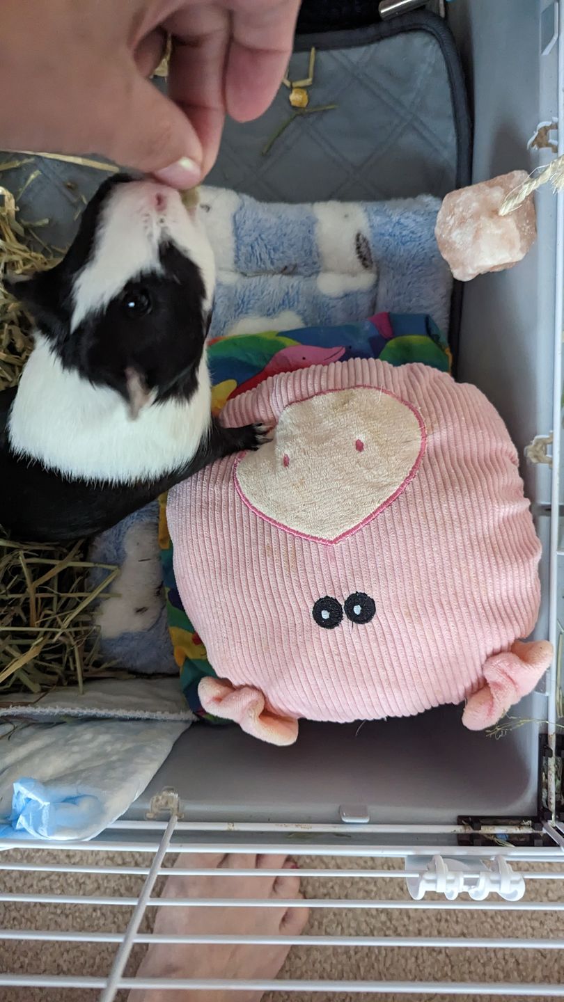 Customer photo review of Pea Flakes Treat Cup