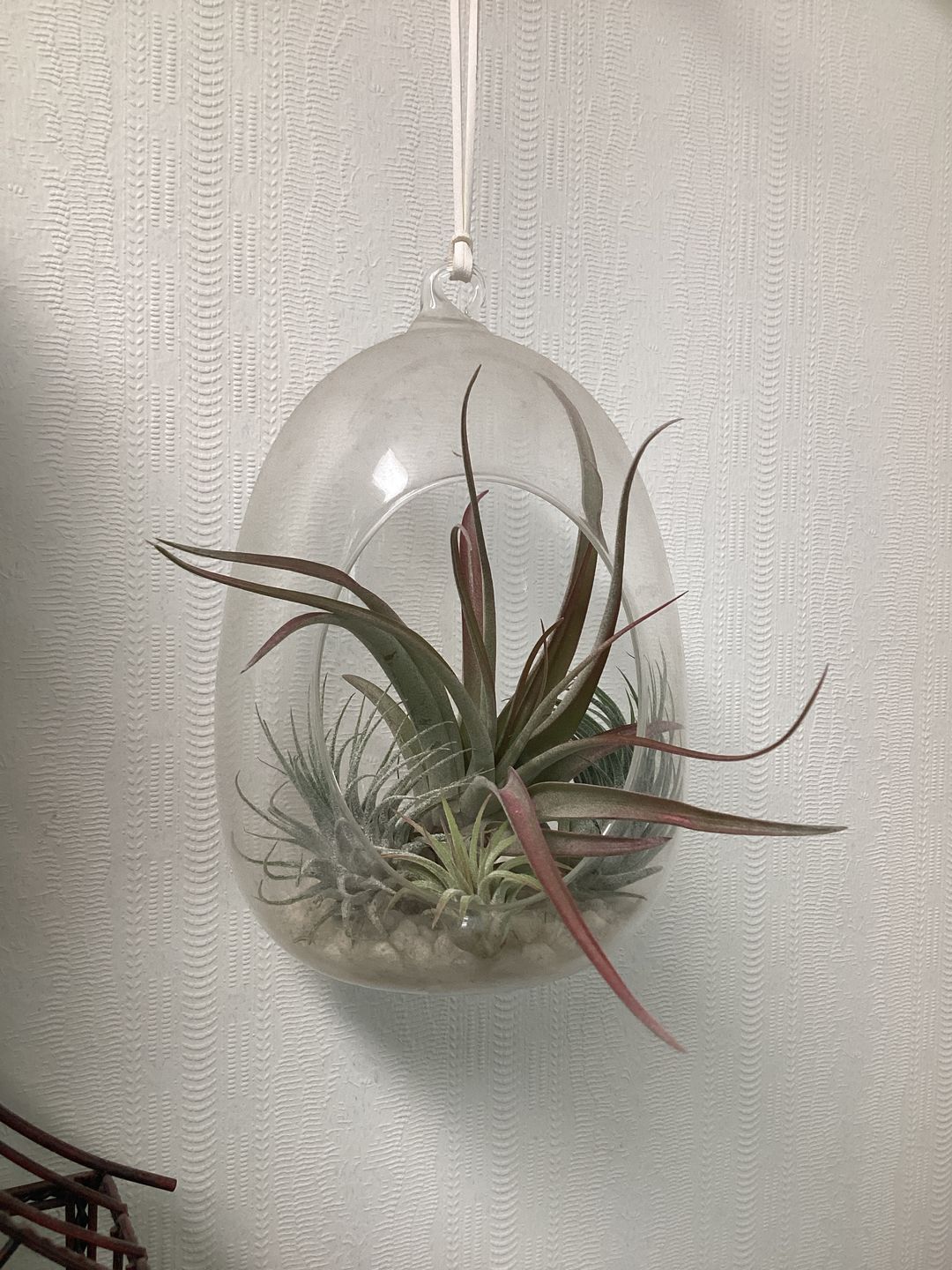 Customer photo review of Ionantha Peach