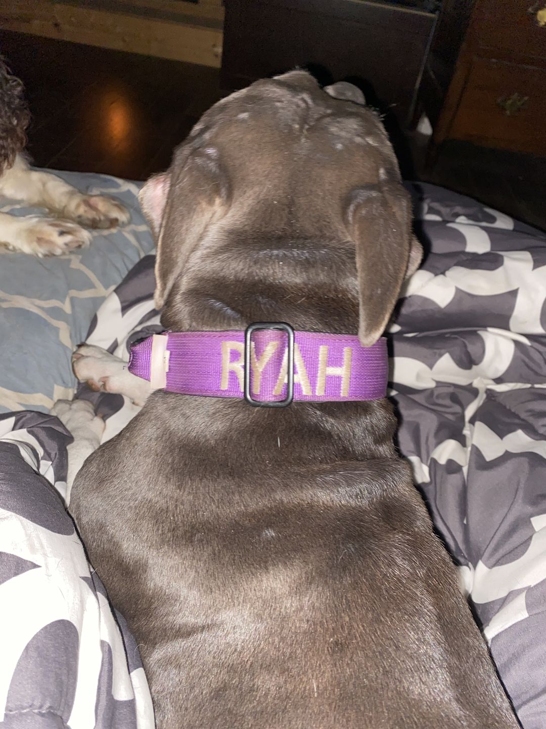 Customer photo review of 4cm Combat® Collar | With Handle & Rated Clip - Purple v2.0