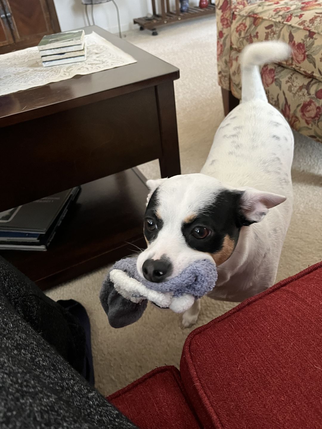 Customer photo review of Large Bully Sticks 6" (10 Count)