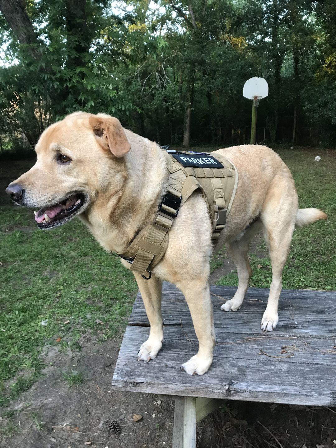 Customer photo review of USA Flag With Paw Hook & Loop Patch For Harness