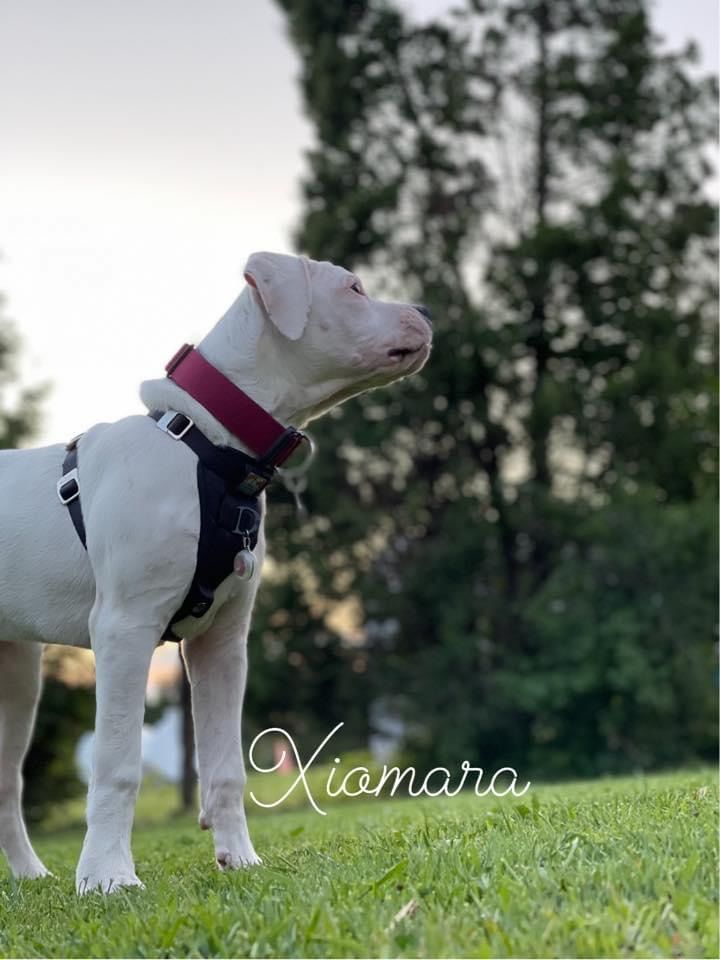 Customer photo review of 4cm Combat® Collar | With Handle & Rated Clip - Burgundy v2.0