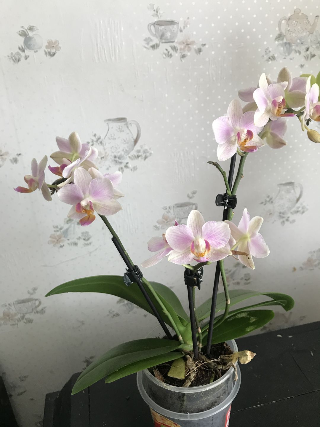 Customer photo review of Table Dance Pia mit rosa Blüten und 3+ Stielen