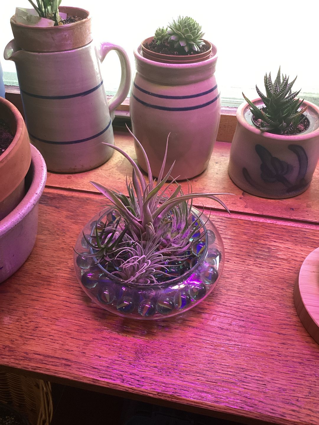 Customer photo review of Capitata  Peach  (Easy Care)