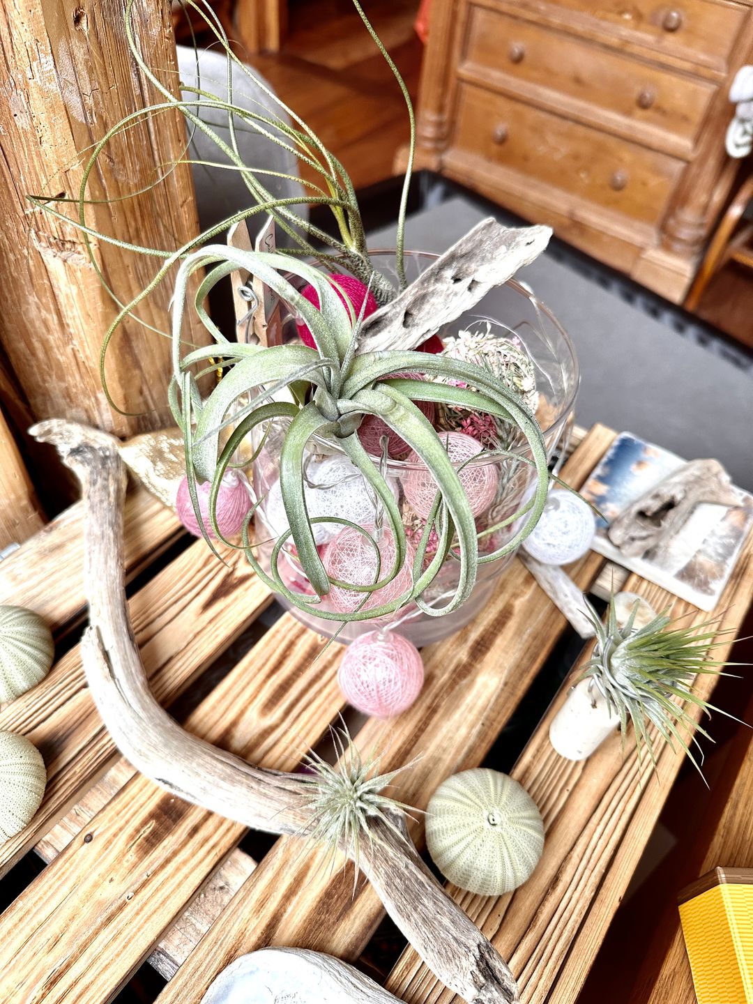 Customer photo review of Tillandsia "Curly Slim" - intermedia x streptohphylla