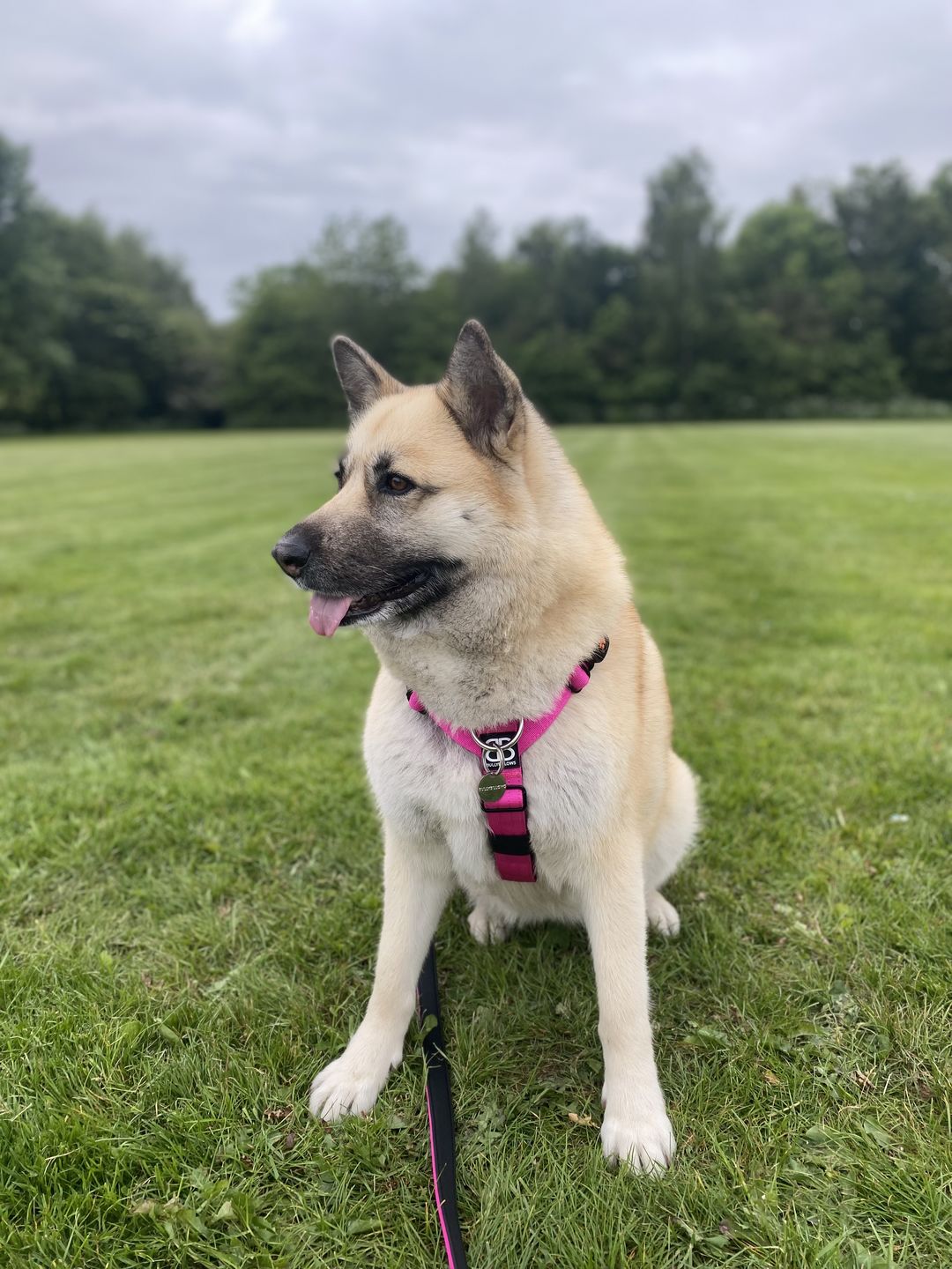 Customer photo review of TRI-Harness® | Anti-Pull, Adjustable & Durable - Dog Trainers Choice - Magenta v2.0